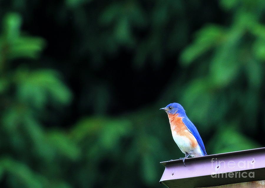 Male Eastern Bluebird 2 Photograph by Angela Rath