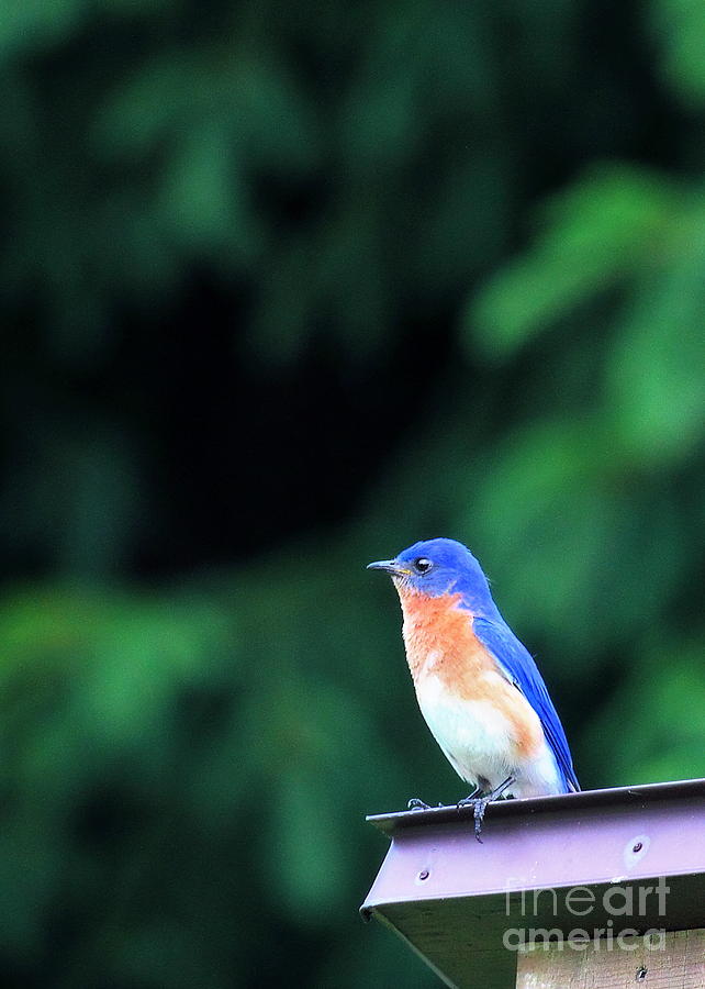 Male Eastern Bluebird 3 Photograph by Angela Rath