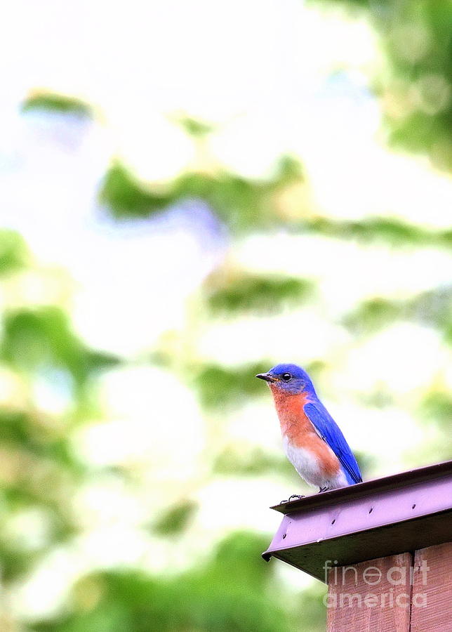 Male Eastern Bluebird Photograph by Angela Rath