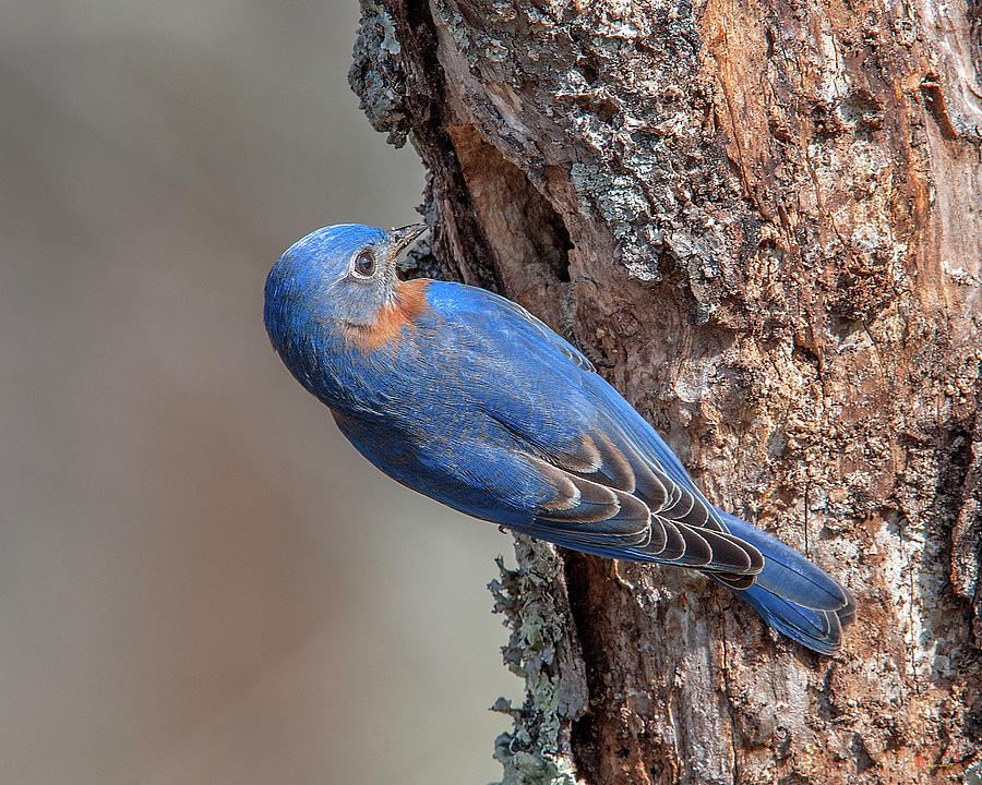 Male Eastern Bluebird at Nest Hole DSB0292 Photograph by Gerry Gantt