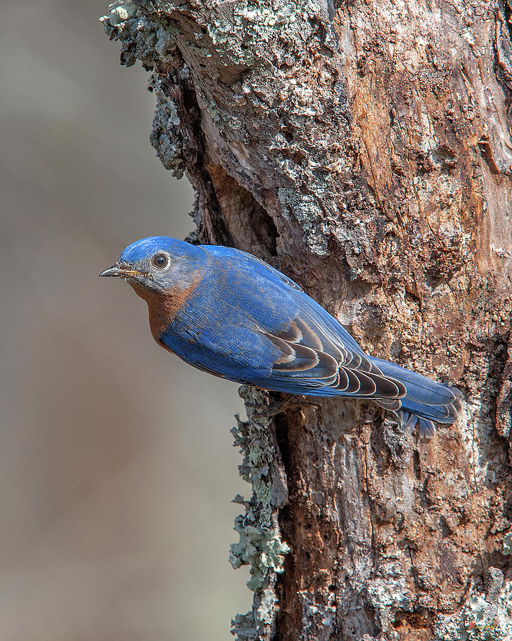 Male Eastern Bluebird at Nest Hole DSB0294 Photograph by Gerry Gantt