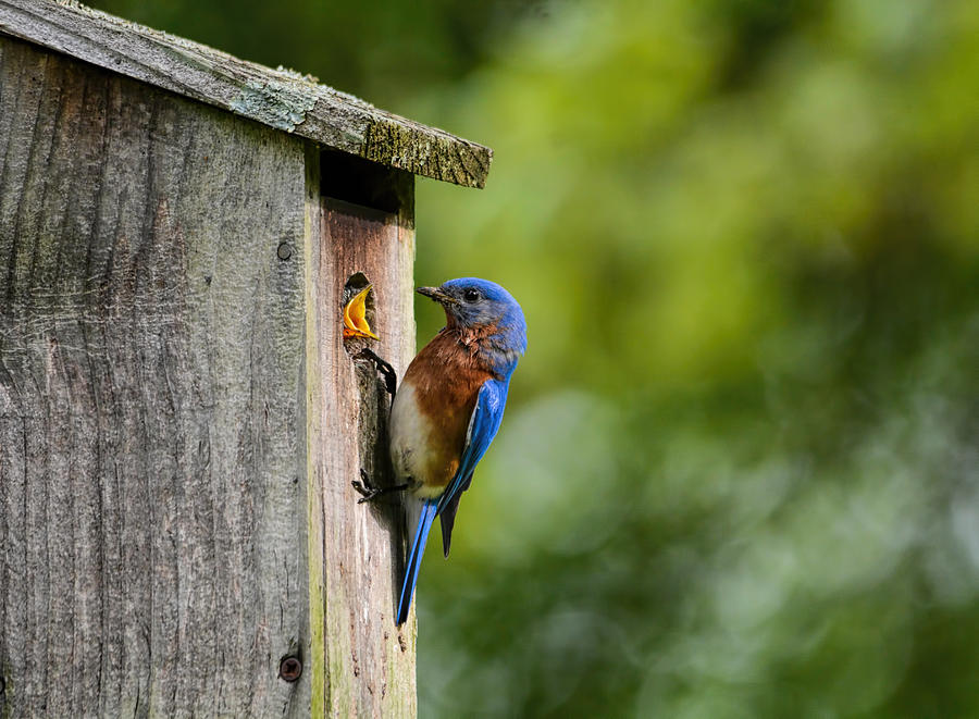 Male Eastern Bluebird At Nesting Box 102020153757 Photograph