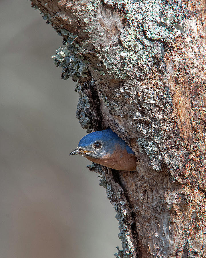 Male Eastern Bluebird Exiting Nest Hole DSB0297 Photograph by Gerry Gantt