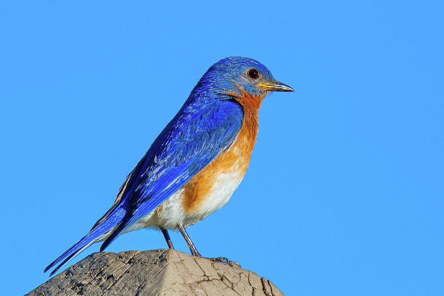 Bluebird Photograph - Male Eastern Bluebird by John Absher