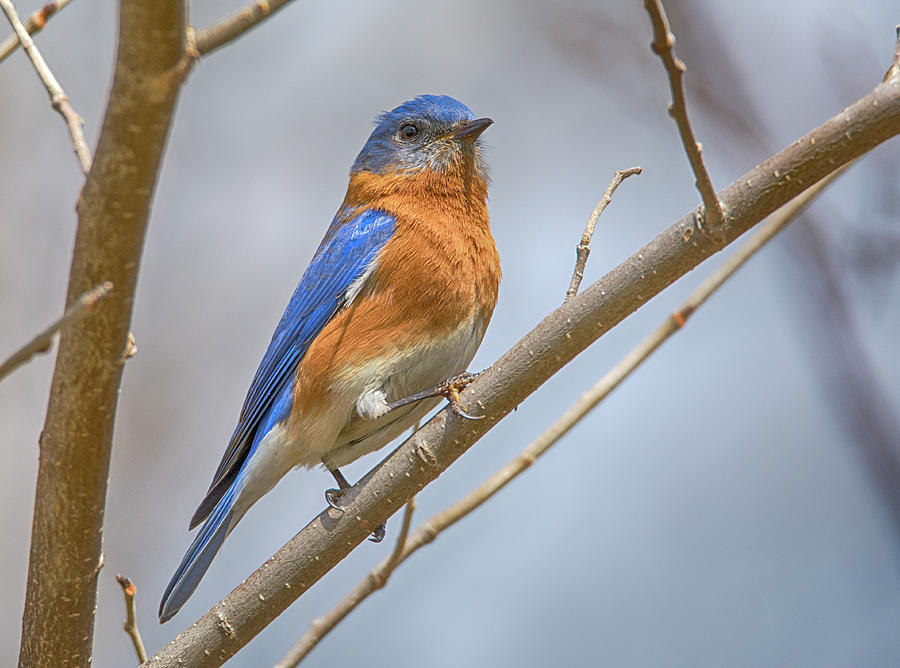 Male Eastern Bluebird Photograph by John Radosevich