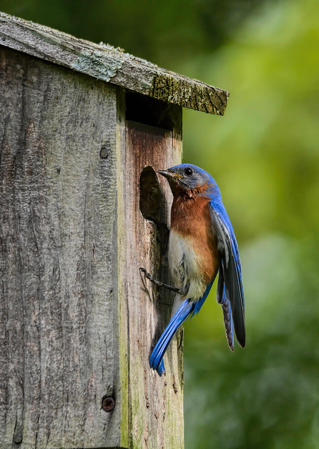 Male Eastern Bluebird On Nesting Box 102020153792 Photograph