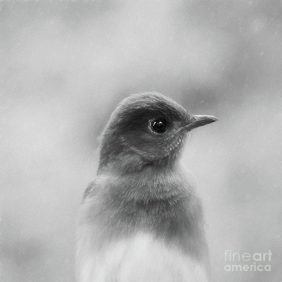 Male Eastern Bluebird Portrait - digital painting BW Photograph by Scott Pellegrin