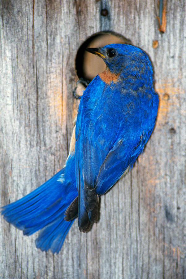Animal Photograph - Male Eastern Bluebird Sialia Sialis On by Panoramic Images