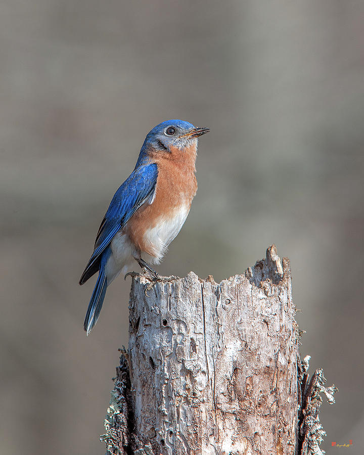Male Eastern Bluebird Singing DSB0287 Photograph by Gerry Gantt