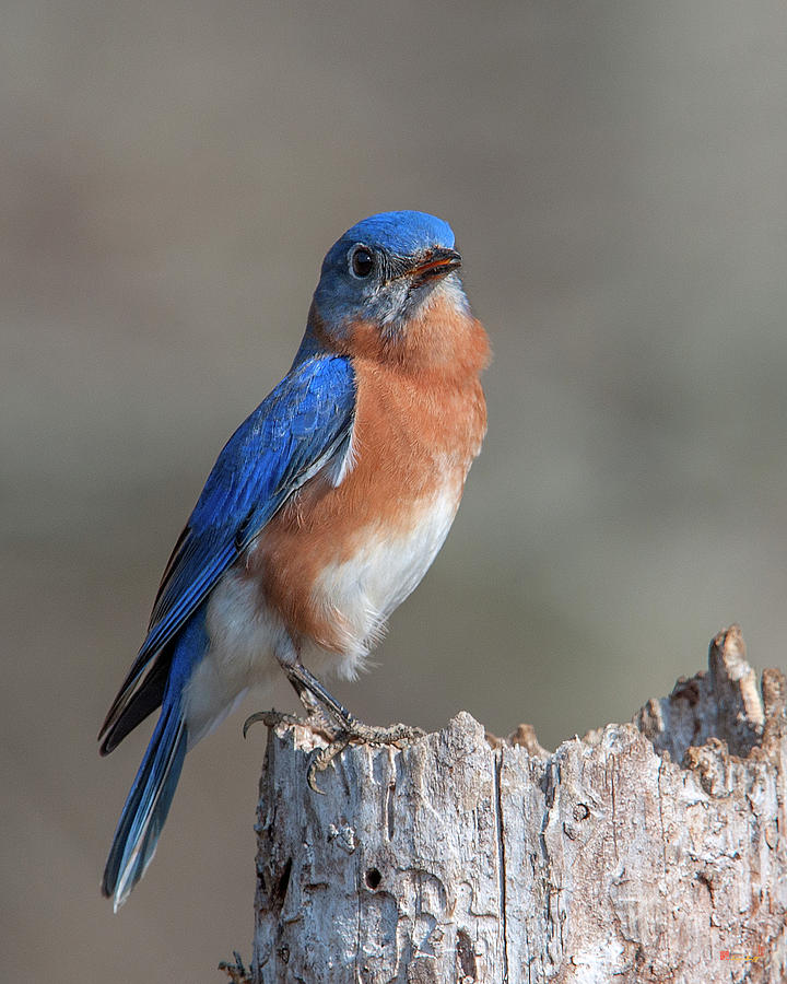 Male Eastern Bluebird Singing DSB0288 Photograph by Gerry Gantt