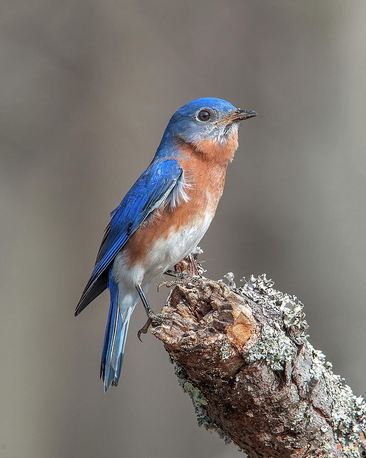 Male Eastern Bluebird Singing DSB0298 Photograph by Gerry Gantt