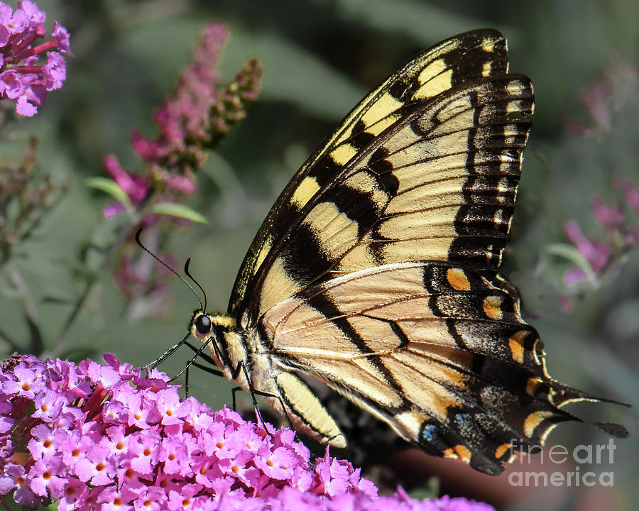 Male Eastern Tiger Swallowtail Photograph by Amy Porter