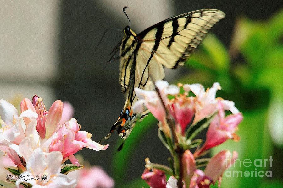 Male Eastern Tiger Swallowtail Butterfly in Flight Painting by J McCombie