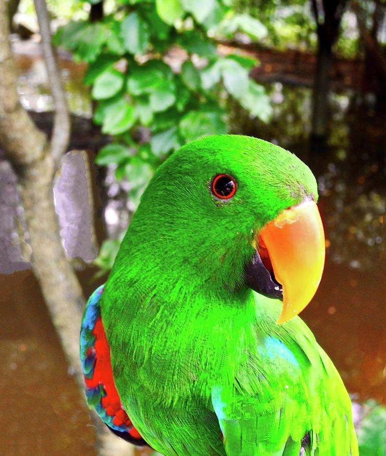 Male Eclectus Parrot II Photograph by Kirsten Giving