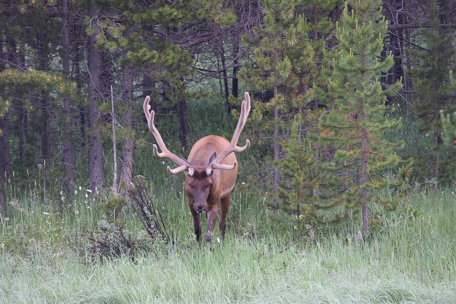 Bull Elk RMNP CO #2 Photograph by Margarethe Binkley