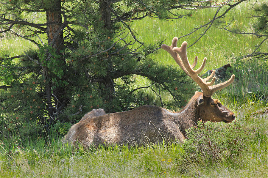 D10271-Male Elk 2  Photograph by Ed  Cooper Photography