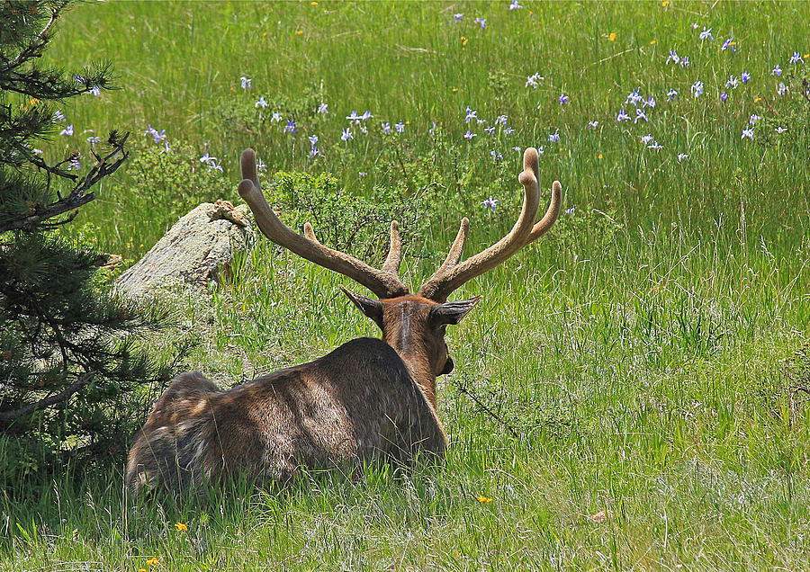 Rocky Mountain National Park Photograph - D10270-Male Elk  by Ed  Cooper Photography