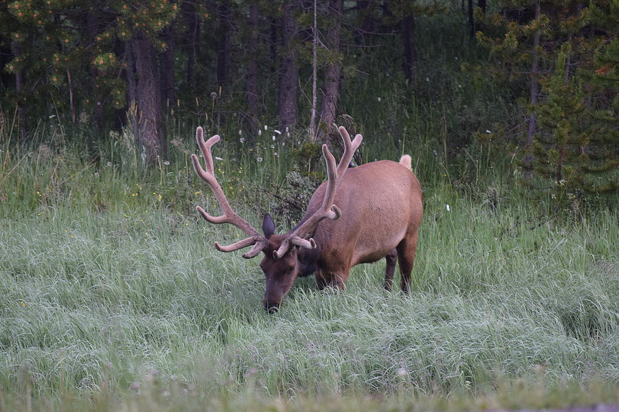Bull Elk Rocky Mountain NP CO Photograph by Margarethe Binkley