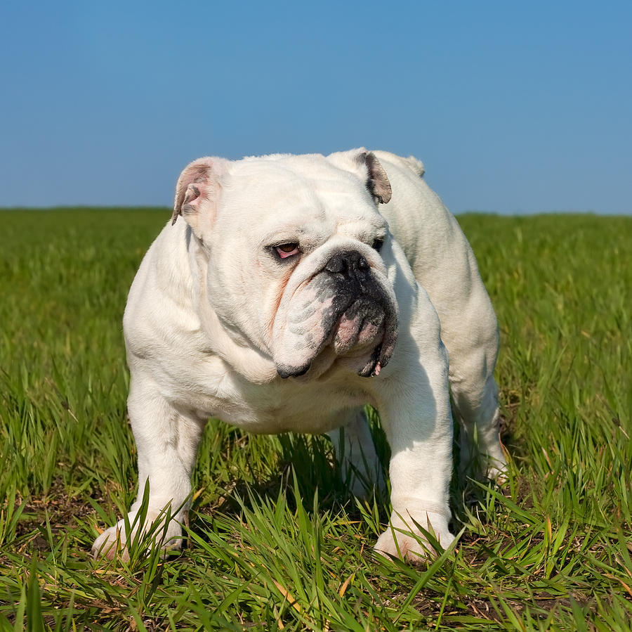 how big is a male english bulldog