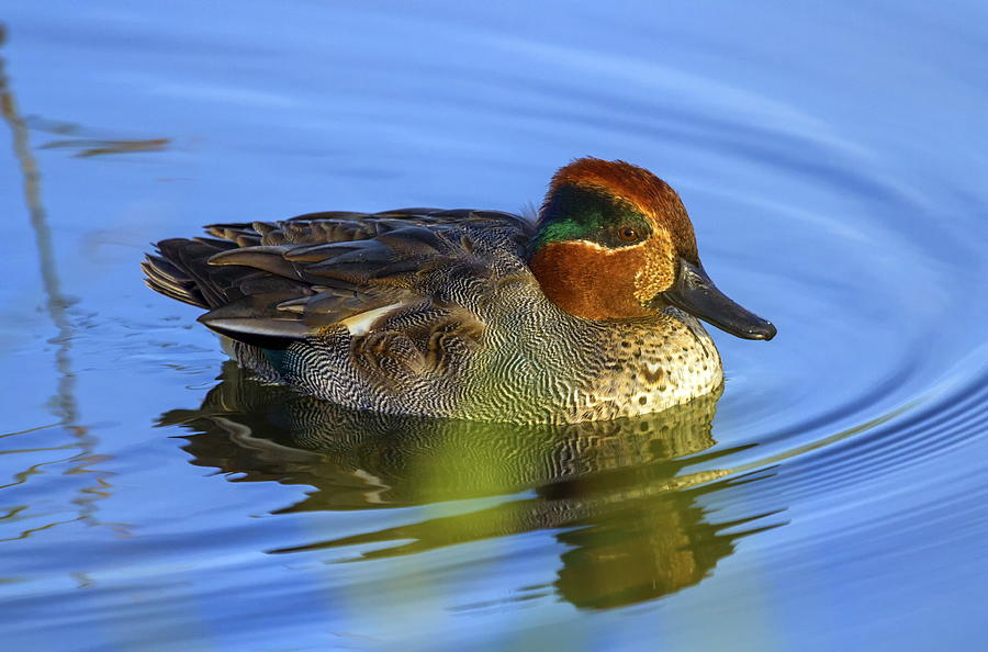 Male Eurasian Or Common Teal Anas Crecca Photograph By Elenarts