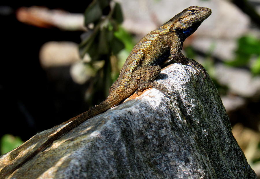Male Fence Lizard Photograph by Joshua Bales