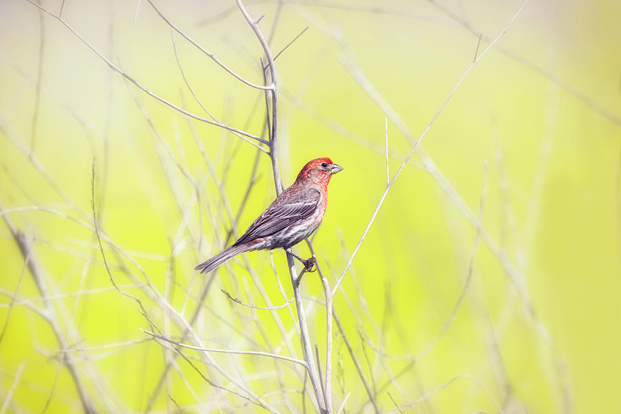Male Finch on Bare Branch Photograph by Susan Gary