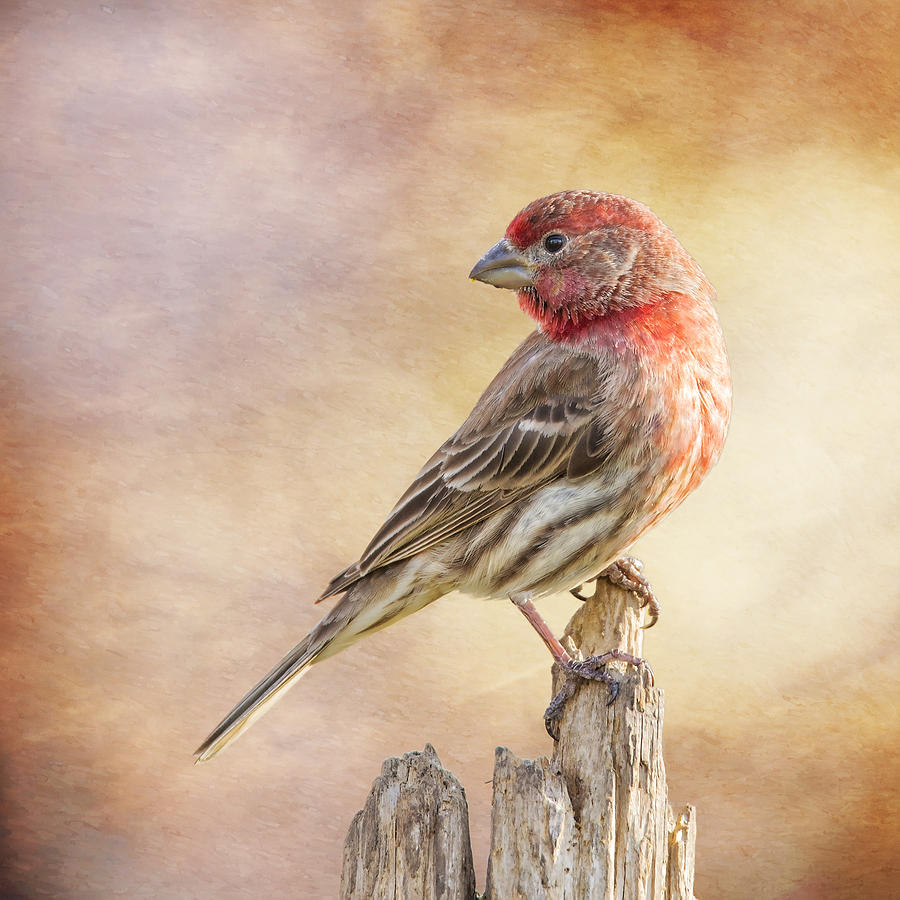 Male Finch Poses On Post Photograph by Bill and Linda Tiepelman