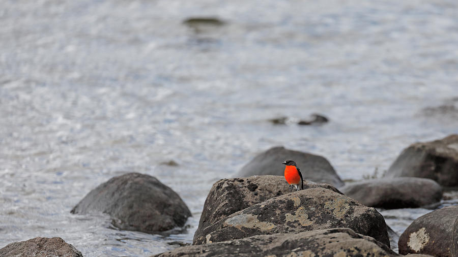 Male Flame Robin Photograph by Nicholas Blackwell