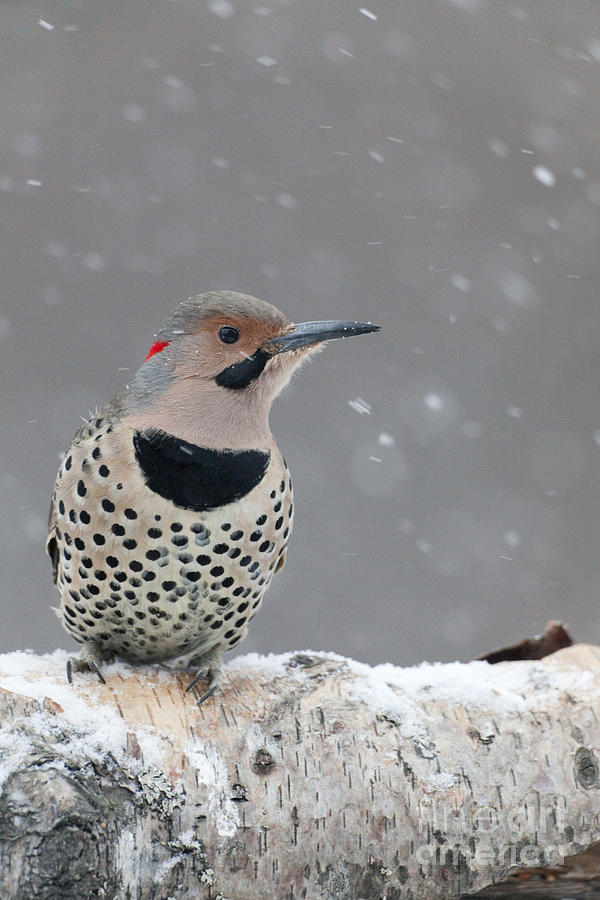 Woodpecker Photograph - Male Flicker Perched in Falling Snow by Tim Grams
