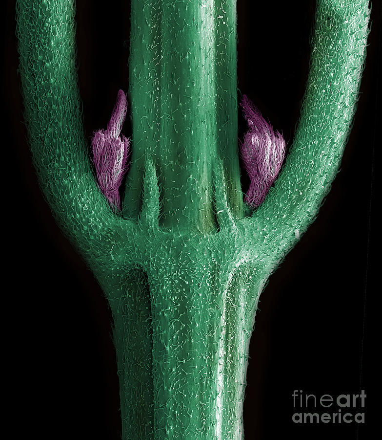 Male Flower of Cannabis Plant,  SEM Photograph by Ted Kinsman