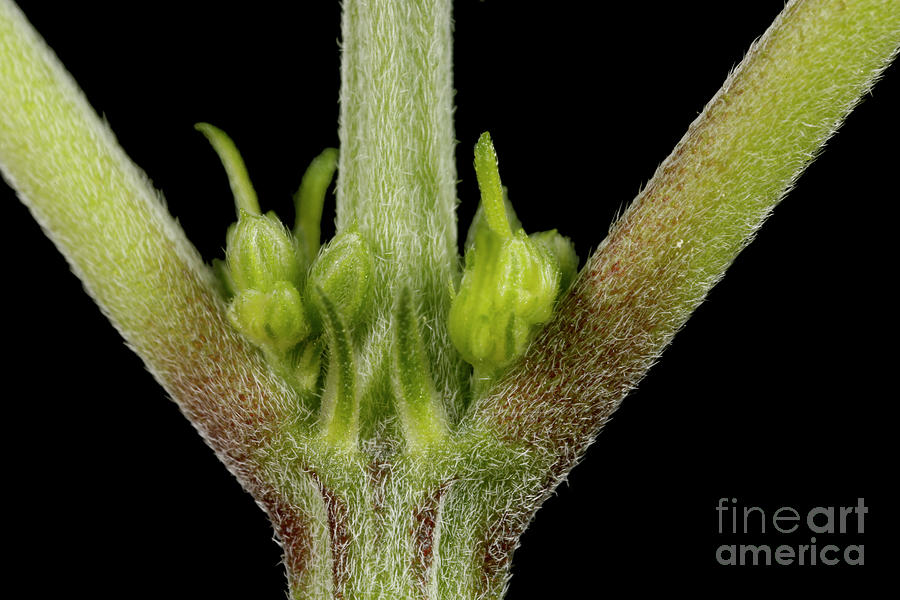 Male Flower of Cannabis Plant Photograph by Ted Kinsman