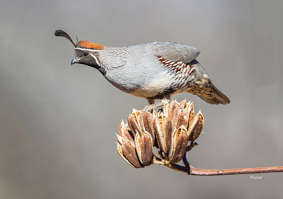 Male Gambels Quail on Yucca Pods Photograph by Fred J Lord