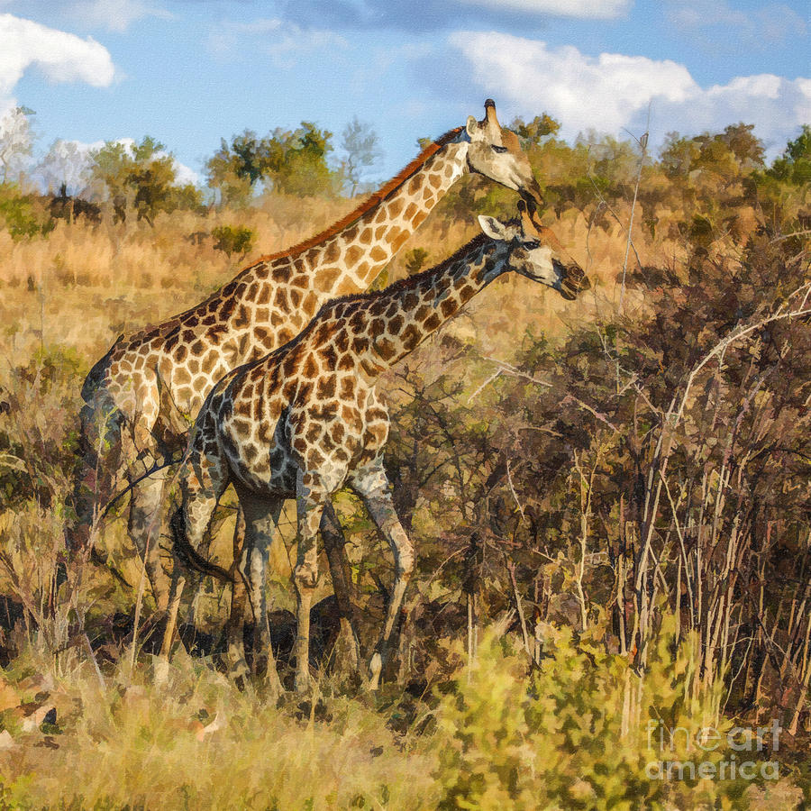 Male Giraffe with pregnant female Digital Art by Liz Leyden