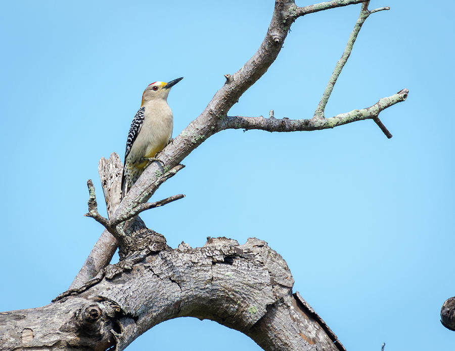 Male Golden-fronted Woodpecker Photograph by Debra Martz