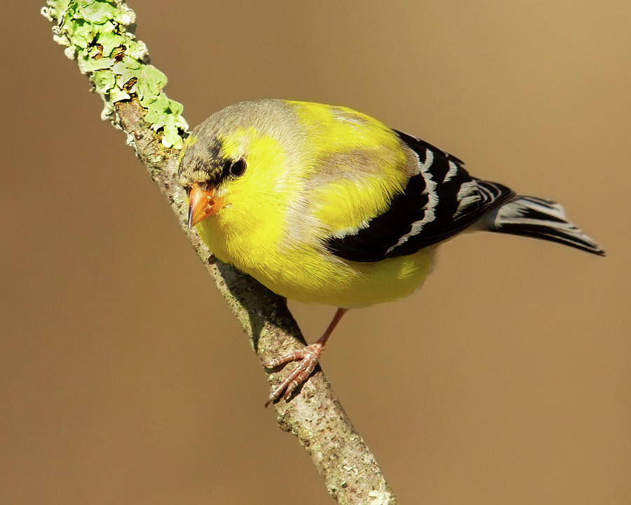 Finch Photograph - Male Goldfinch coming into Breeding Plumage by Jerry Fornarotto