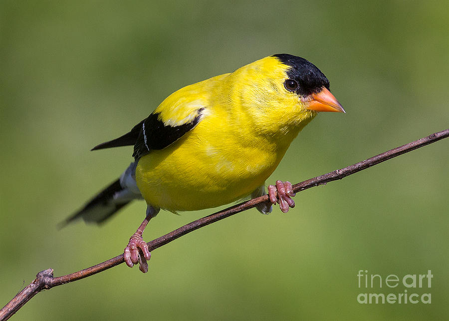Male Goldfinch Photograph by Jerry Fornarotto