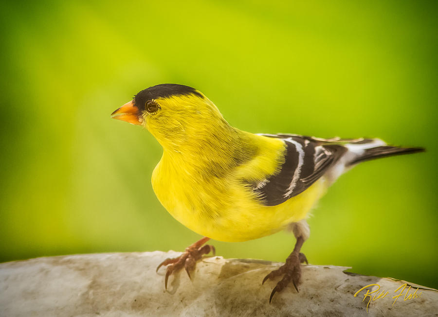 Male Goldfinch Photograph by Rikk Flohr
