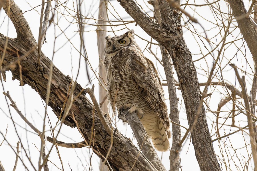 Male Great Horned Owl Keeping Watch Photograph by Tony Hake