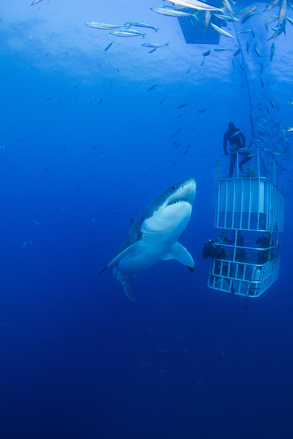 Carcharodon Carcharias Photograph - Male Great White With Cage, Guadalupe by Todd Winner