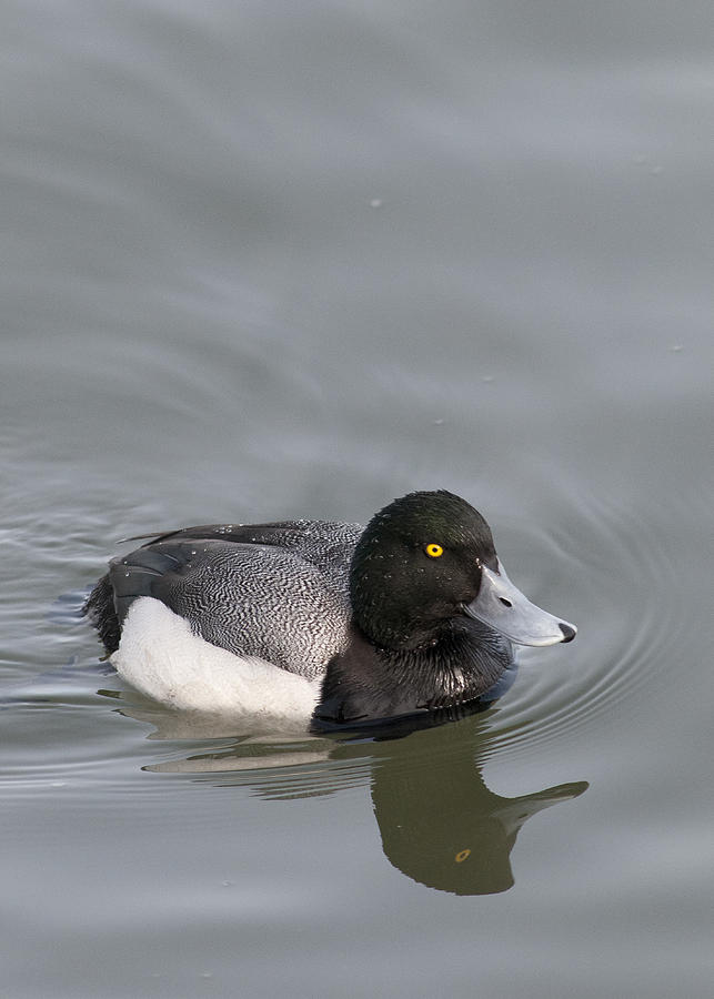 Male Greater Scaup Photograph by Robert Potts