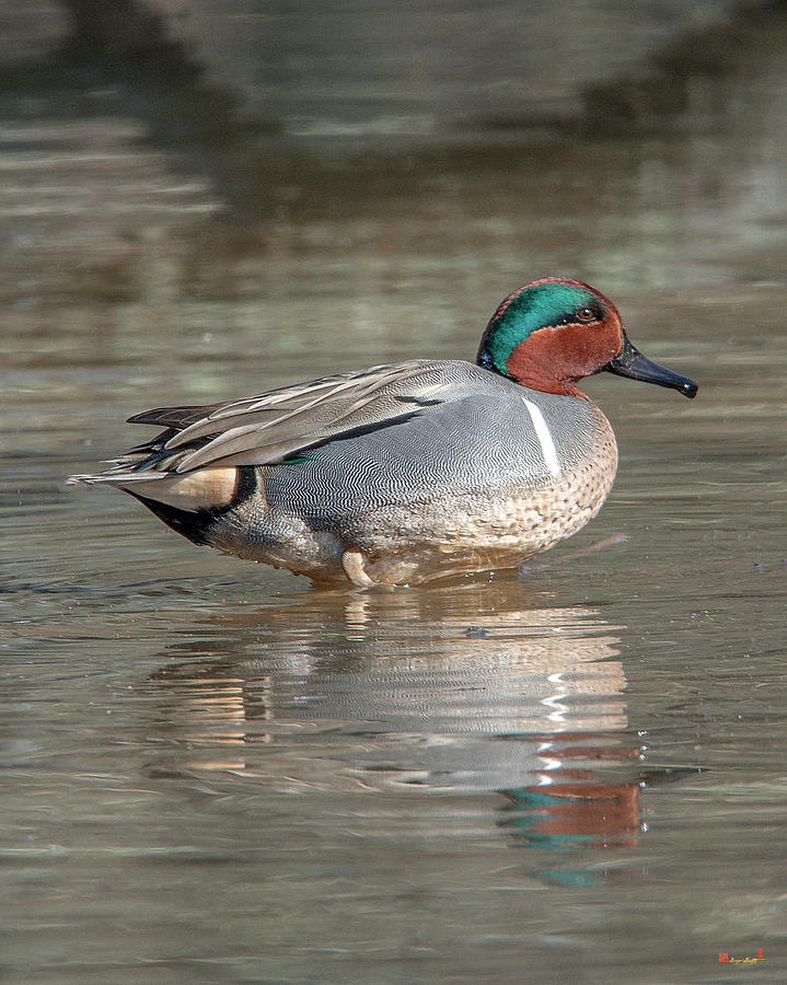 Male Green-winged Teal DWF0171 Photograph by Gerry Gantt