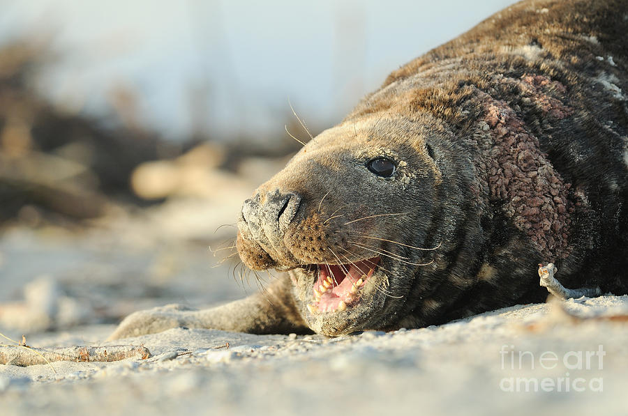 Male Grey Seal Photograph by Dr. Rainer Herzog