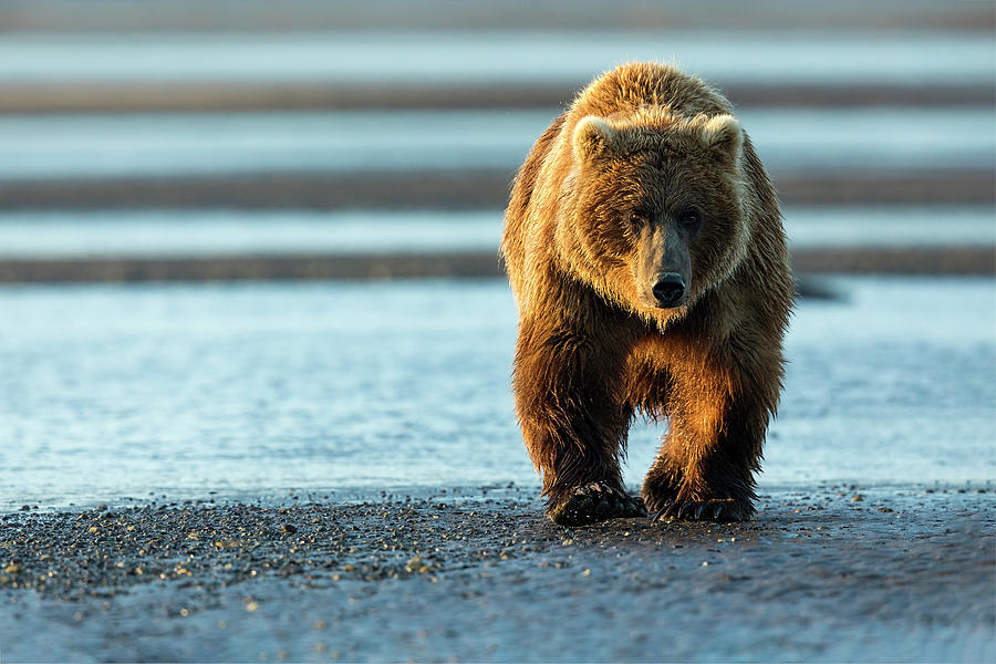 Male Grizzly At Low Tide Photograph by Mark Harrington