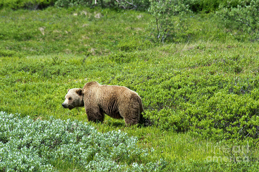 Male Grizzly Bear Photograph by David Arment