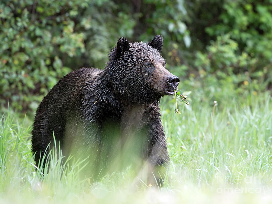 Male Grizzly Photograph by Shannon Carson