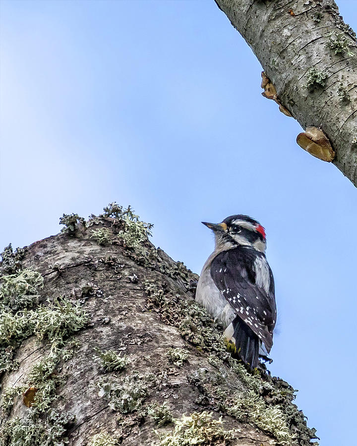 Male Hairy Woodpecker Photograph by Belinda Greb