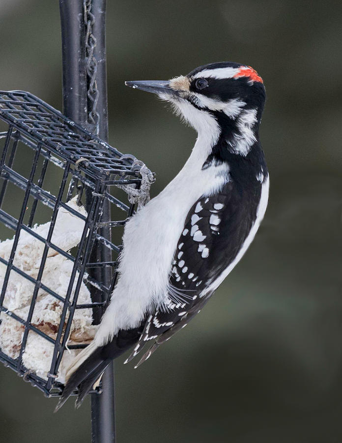 Male Hairy Woodpecker Photograph by Dee Carpenter | Fine Art America