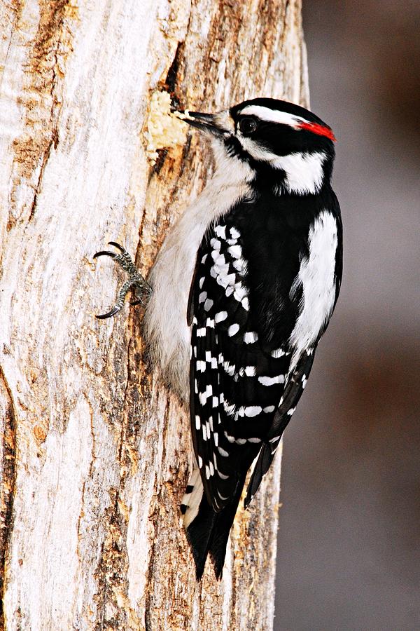 Male Hairy Woodpecker Photograph by Larry Ricker