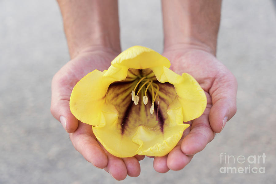 Male Hands And Soft Flower Photograph