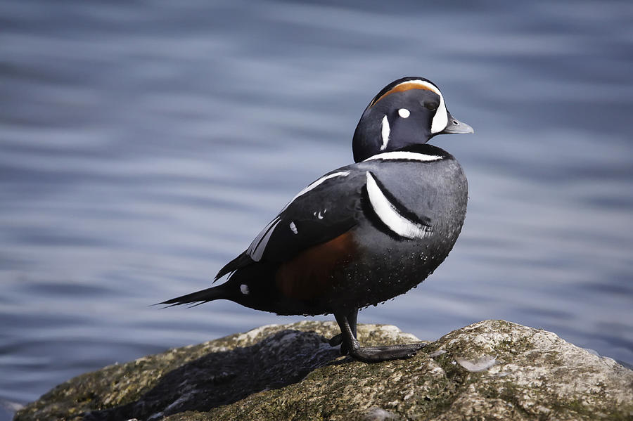 Male Harlequin Photograph by Gary Hall